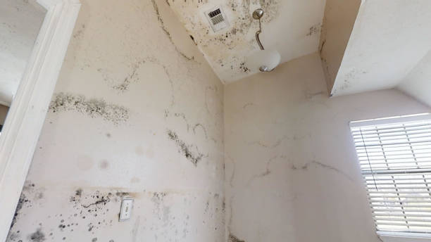 Best Emergency Mold Remediation  in Park Rapids, MN