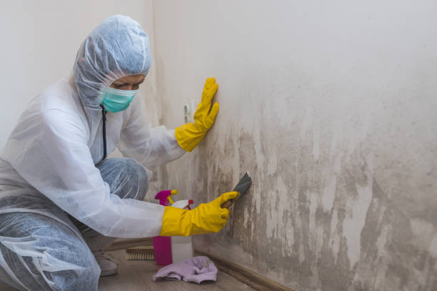 Best Mold Prevention Services  in Park Rapids, MN