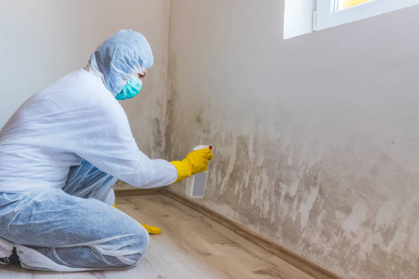 Best Attic Mold Removal  in Park Rapids, MN