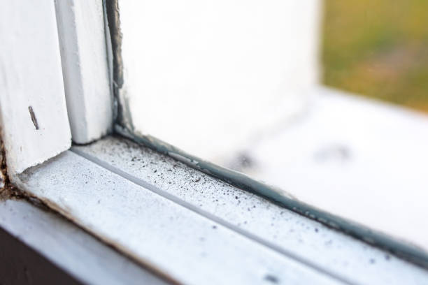 Best Mold Odor Removal Services  in Park Rapids, MN