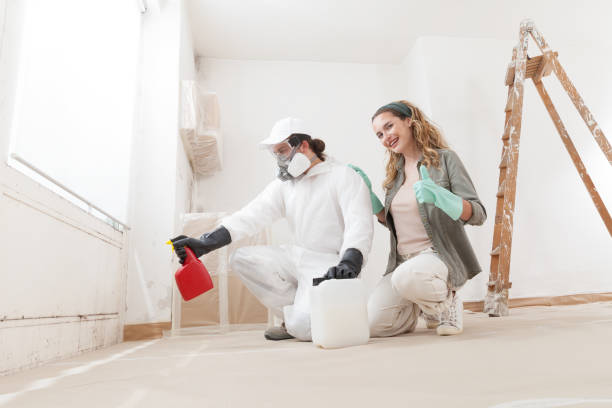 Best Mold Damage Restoration  in Park Rapids, MN